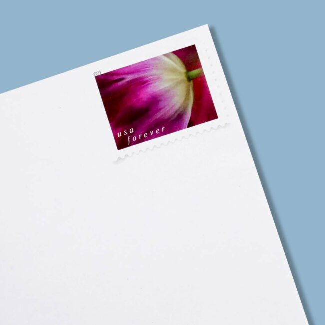 2023 US First-Class Forever Stamps - Tulip Blossoms booklet - Image 6